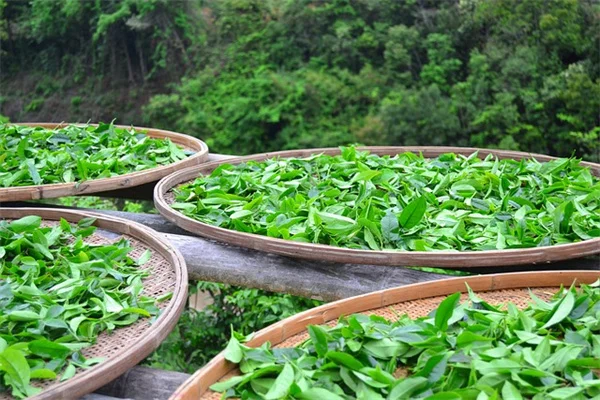 Boost Your Brain Health with These 5 Must-Try Teas!