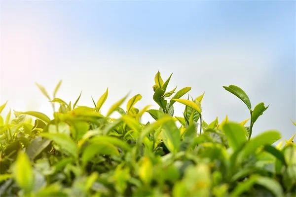Unlock Your Brain's Potential: 5 Must-Try Herbs for Brain Health